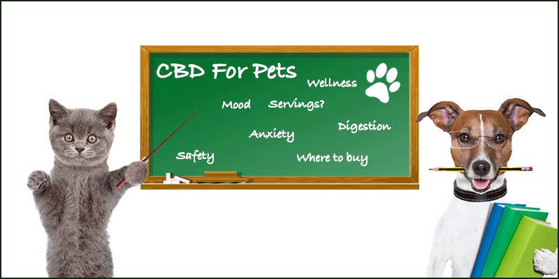 can pets take cbd, cbd for pets, cbd wellness, pets cbd tincture, cbd tincture